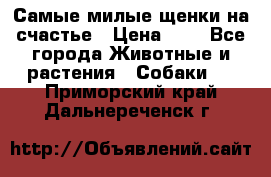 Самые милые щенки на счастье › Цена ­ 1 - Все города Животные и растения » Собаки   . Приморский край,Дальнереченск г.